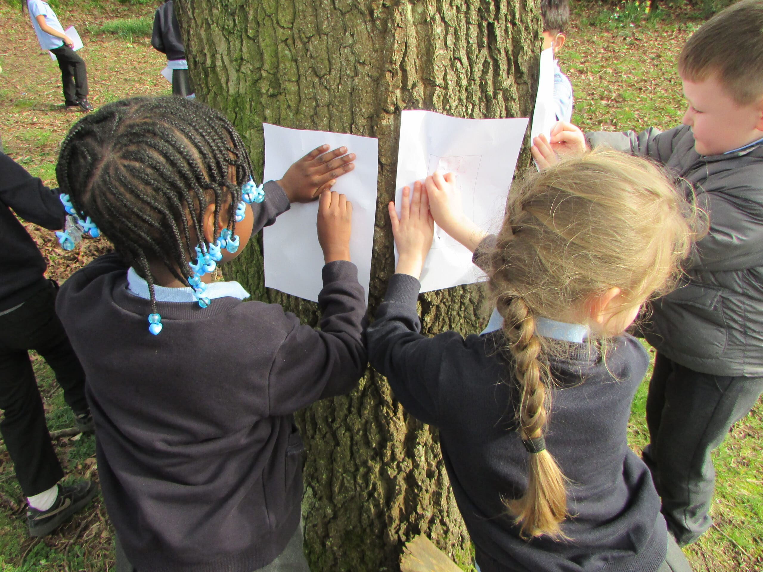 Tree Rubbing